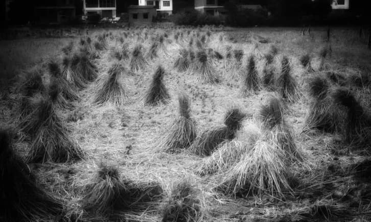 Tufts of grass covering the ground, in black and white.