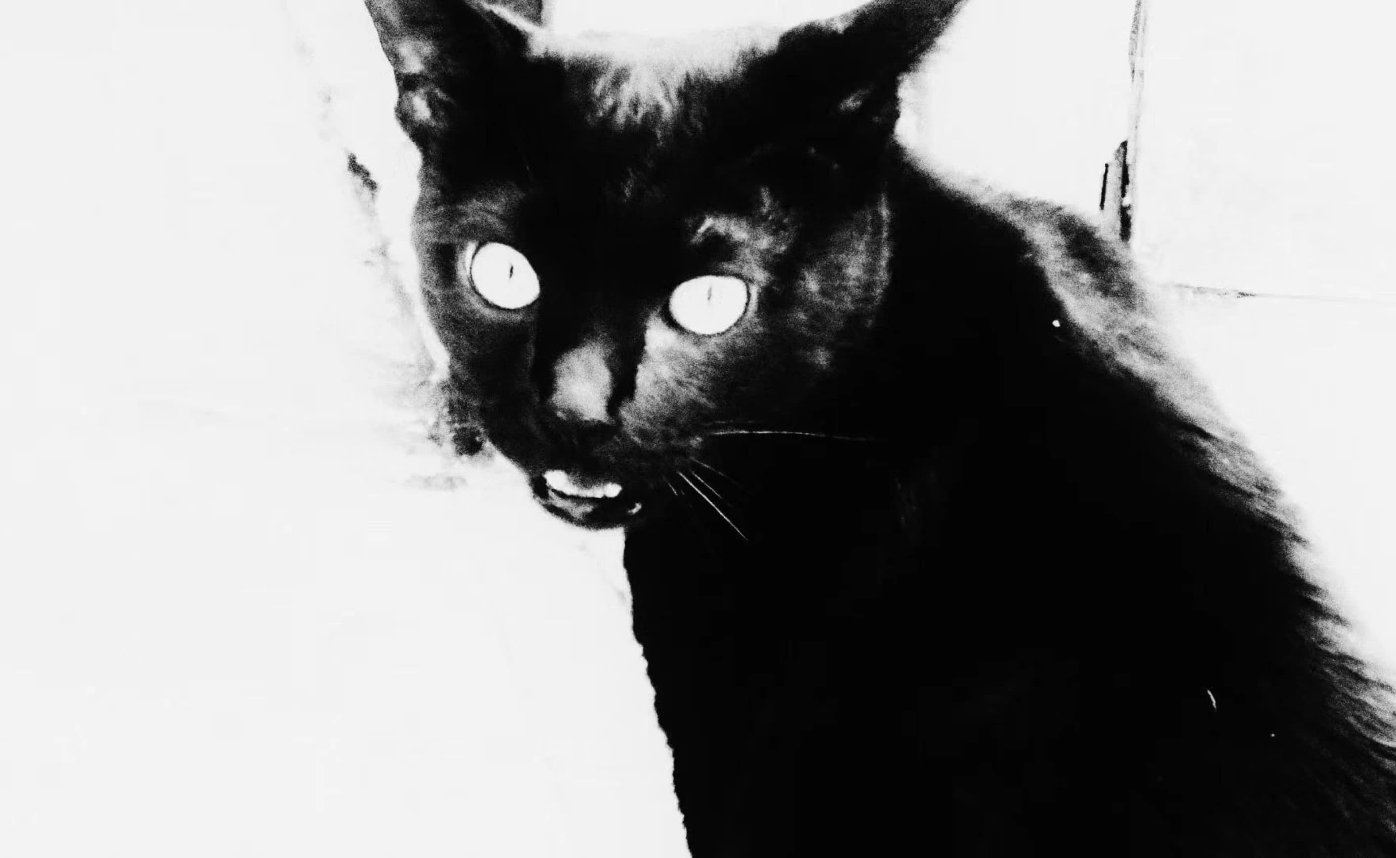 A black cat, photographed in high contrast.
